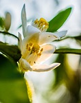 flor del azahar